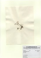 藏品(長枝沙菜)的圖片